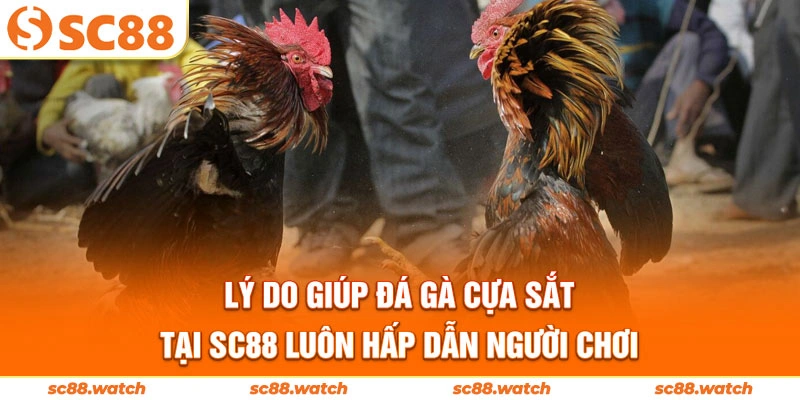 Lý do giúp đá gà cựa sắt  tại SC88 luôn hấp dẫn người chơi