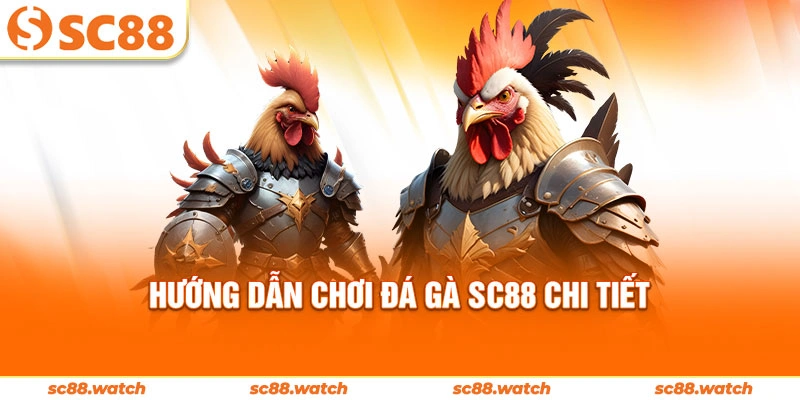 Hướng dẫn chơi đá gà SC88 chi tiết